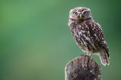 Лучшие фото сычей для использования в дизайне