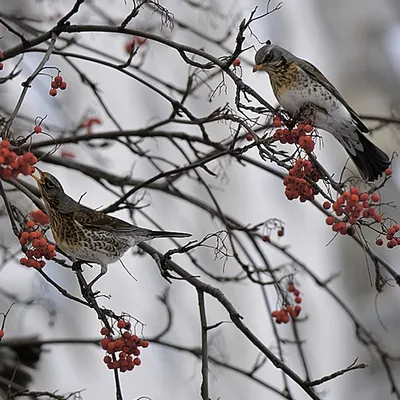 Сыч: уникальные фото, которые вы не видели раньше