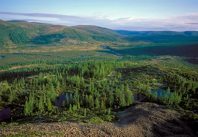 Осенние оттенки Тайги леса: фото в хорошем качестве для использования как обои