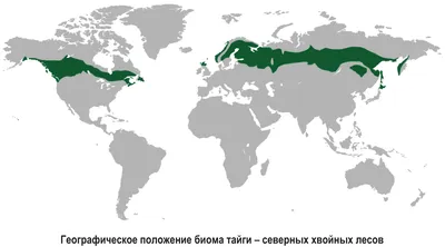 Дикая природа тайги: Умопомрачительные кадры.