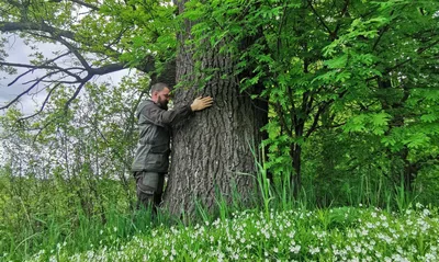 Тайга: Лес, пленяющий сердца фотографов.