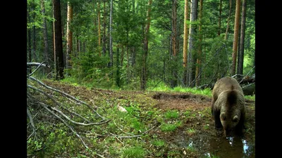 Экосистема Тайги леса на захватывающих фотографиях: выберите подходящий размер и формат (JPG, PNG, WebP)