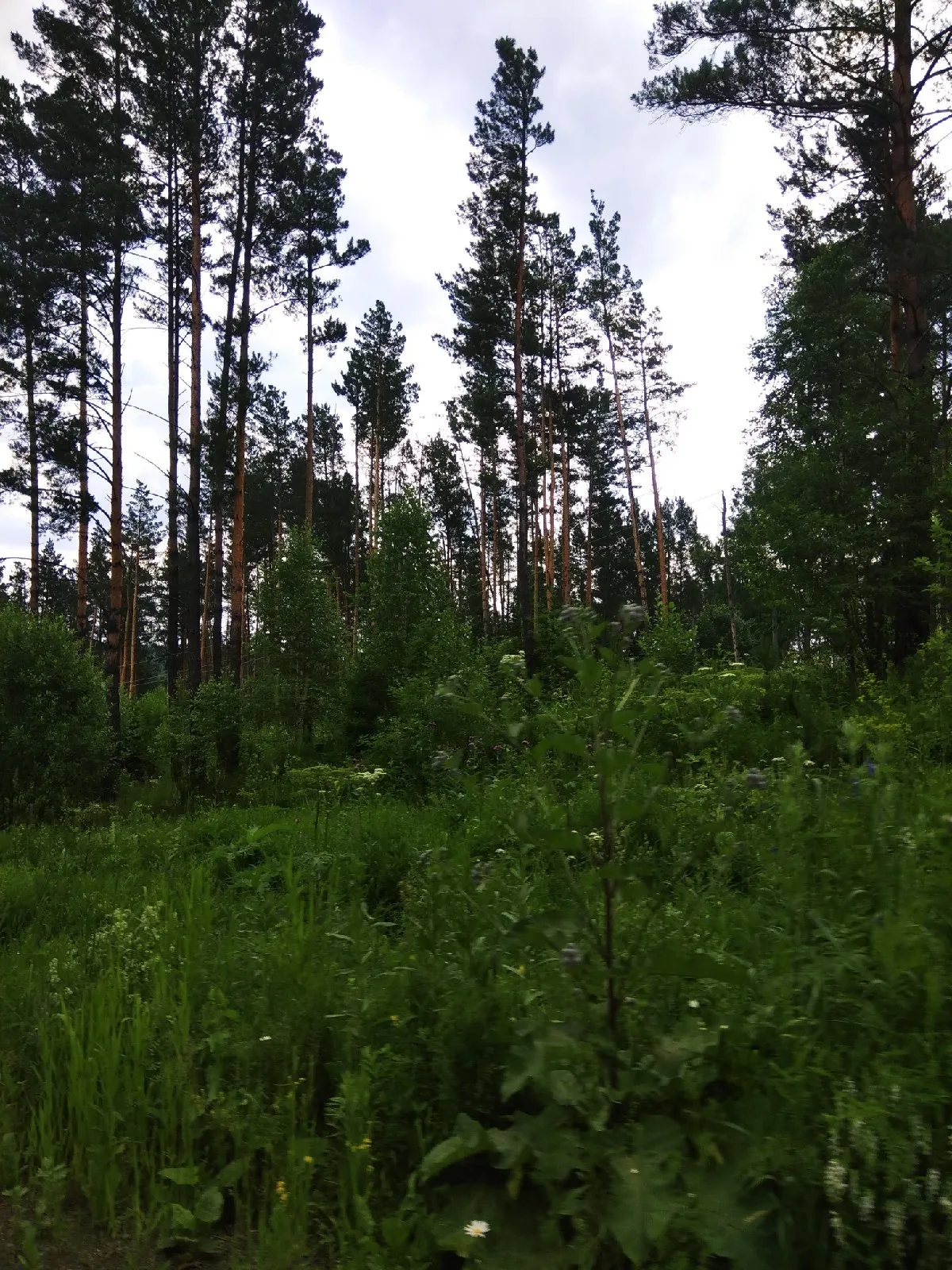 Удивительные виды Тайги леса в HD качестве: бесплатно скачать и  использовать в качестве фонового изображения | Тайга леса Фото №1340981  скачать