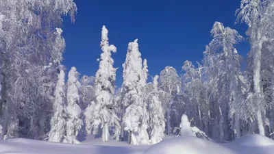 Ледяные картины тайги: изображения для загрузки