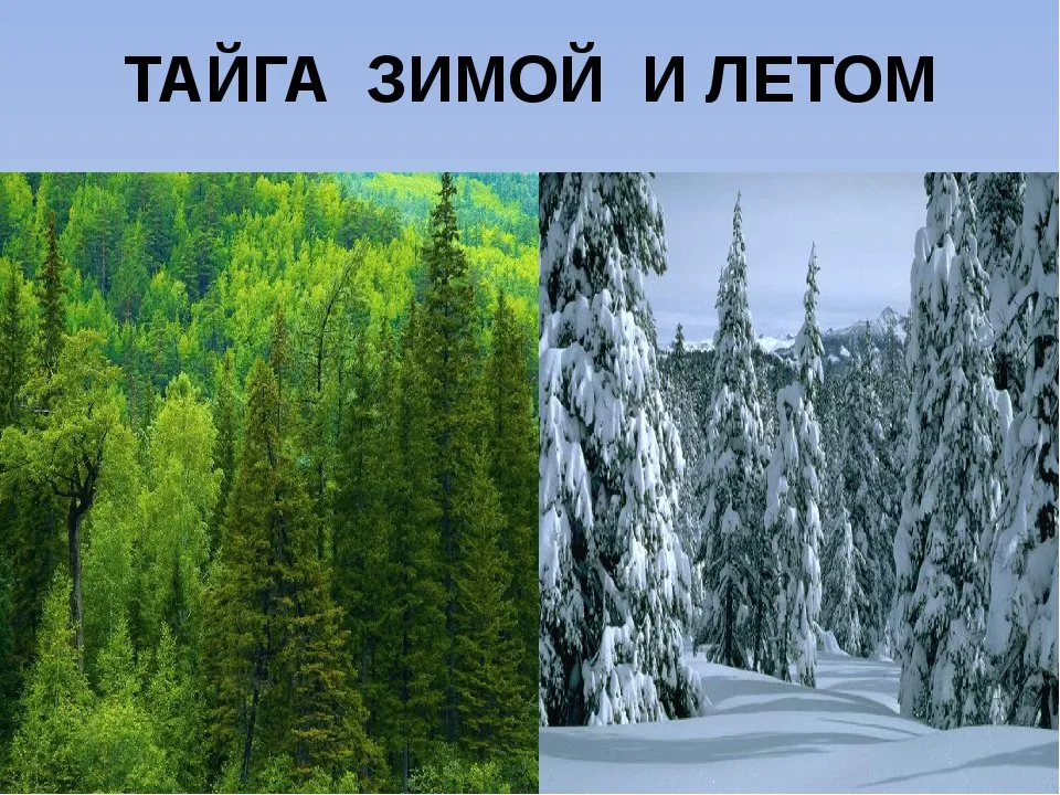 Леса россии климатические условия. Климат тайги в Евразии. Климат тайги в России. Тайга природная зона климат. Тайга зимой и летом.