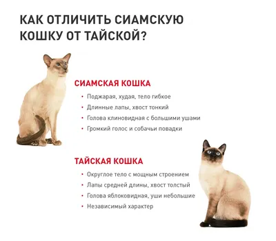 Фотографии тайской кошки: воплощение грации и изящества