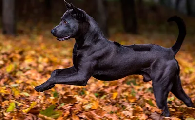 Фотка тайского риджбека с хорошей глубиной резкости