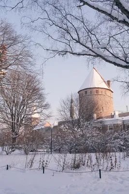 Снежная Феерия в Таллине: Фотоальбом для Любителей Красоты