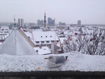 Таллинское Чудо в Зимнем Сиянии: Фотографии для Вас