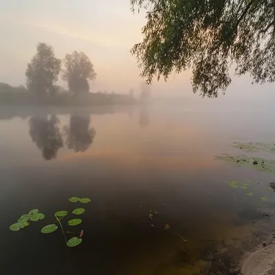 Удивительное дерево тальник на фото: природный феномен