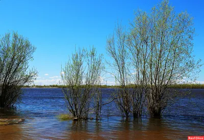 Фоновые рисунки с тальниками для дизайна