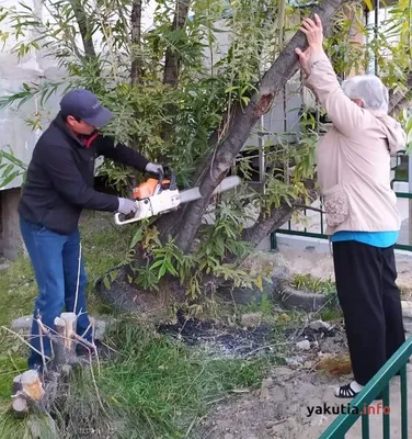 Обои с тальником дерева в HD качестве - подарок для твоего гаджета!