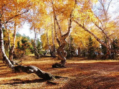 Фото танцующих берез борового леса в формате JPG