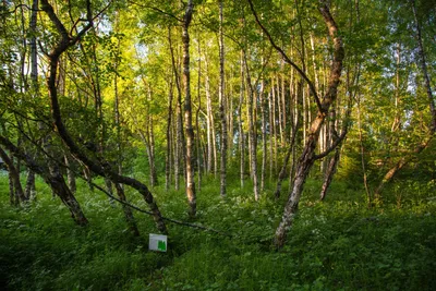 Фото танцующих берез боровое в формате jpg