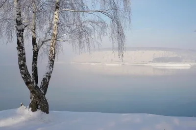 Фотоарт танцующих берез в 4K разрешении