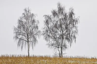 Скачать рисунок танцующих берез для фона на мак совершенно бесплатно