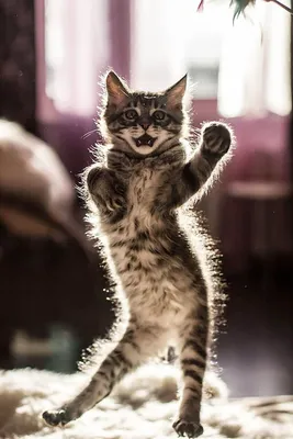 Танцующие коты  фото