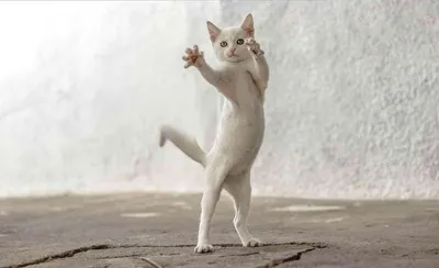 Фото котов, умеющих танцевать: выбирайте изображение в HD, Full HD, 4K
