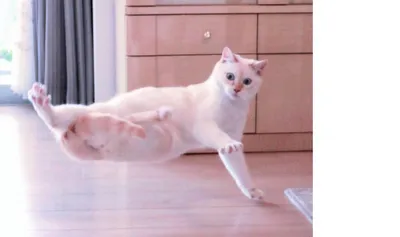 Впечатляющие снимки танцующих котов: бесплатно в форматах JPG, PNG, WebP