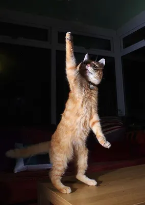 Чарующие ритмы: Коты-танцевальщики в объективе!
