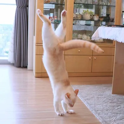 Фото танцующих котов: веселые и беззаботные моменты