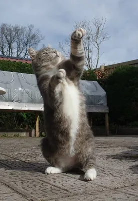 Фото на андроид танцующих котов: настройся на ритм смартфона