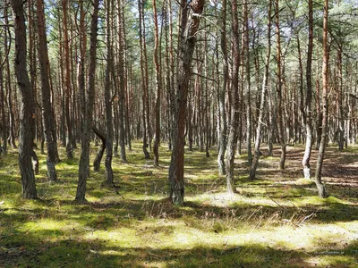 Фотографии танцующего леса на куршской косе в HD качестве