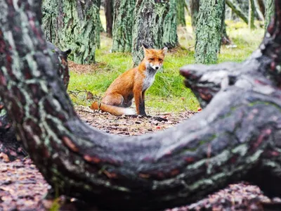 Скачать фото Танцующий лес на куршской косе: Бесплатно в HD качестве