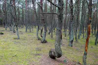 Чарующая грация природы: фотографии танцующего леса