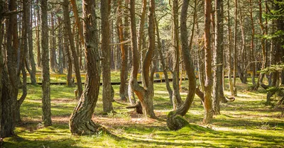 Оживший лес: фотографии, которые заставят вас поверить в чудеса