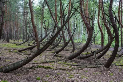 4K арт Танцующего леса: ваши глаза не смогут оторваться