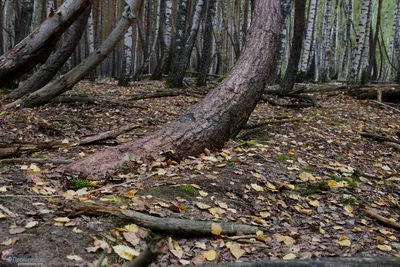 Фотография в хорошем качестве: Танцующий лес для вашего рабочего стола