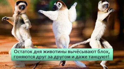 Фотография танцующих дельфинов: бесплатный фон для вашего телефона