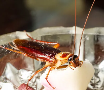 Фотографии таракана: невероятные детали