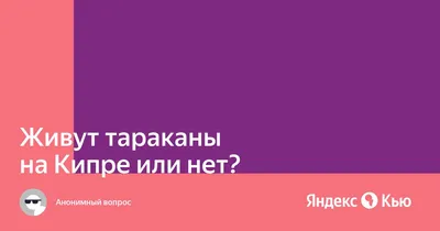 Заголовок: Тараканы на Кипре - фото, которые заставят задуматься