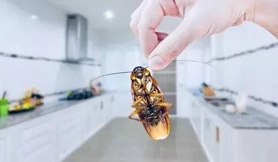Фотографии тараканов в доме в HD качестве