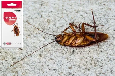 Интересные факты о тараканах: увидьте их во всей красе на фото