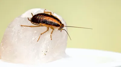Уникальные фотографии тараканов: интересные факты о различных видах