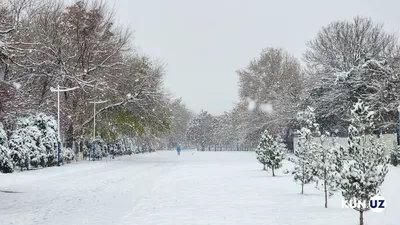 8. Ташкентские зимние сюжеты: Выберите размер и формат для скачивания фотографий