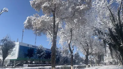 7. Зимняя красота Ташкента: Фотографии для загрузки в форматах JPG, PNG, WebP