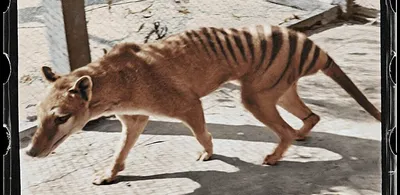 Тасманский тигр фотографии