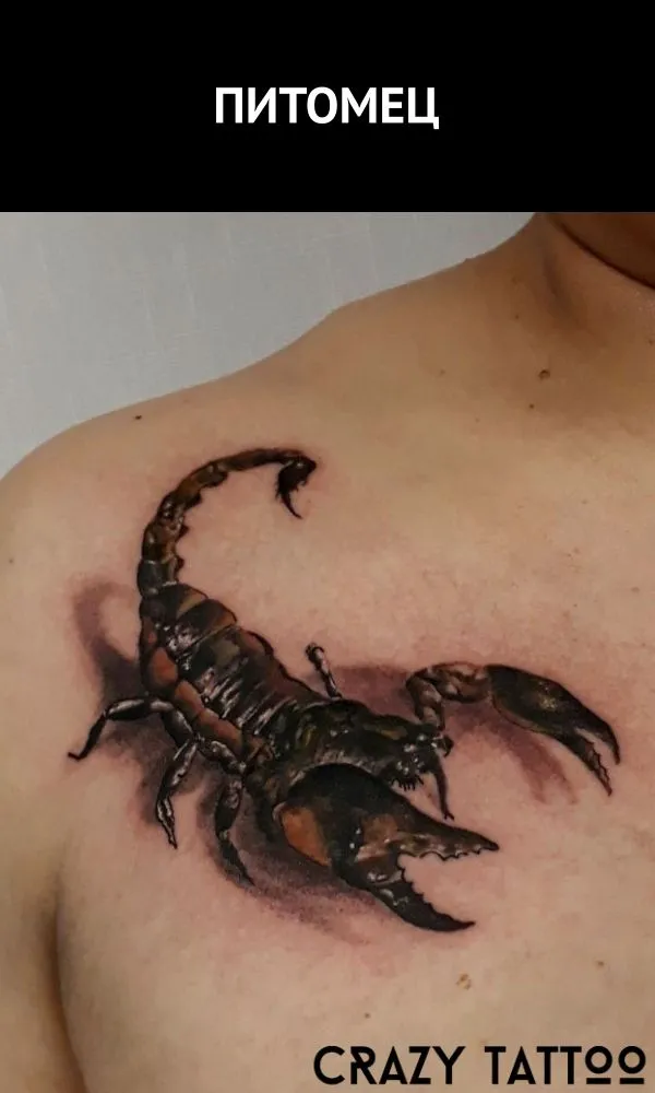 Необычное значение татуировки скорпион