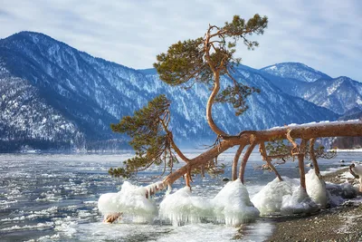 Зимняя сказка: Изображения Телецкого озера в JPG, PNG, WebP форматах
