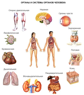 Тело человека органы фотографии