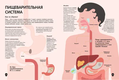 Фотографии органов: Выберите свой формат и размер