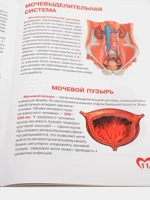 Исследуйте анатомию: Фото органов человека в высоком разрешении