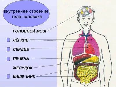 Человеческая анатомия: Фото органов в разнообразных размерах