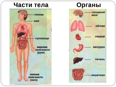 Выберите формат: JPG, PNG, WebP - Фото органов человека