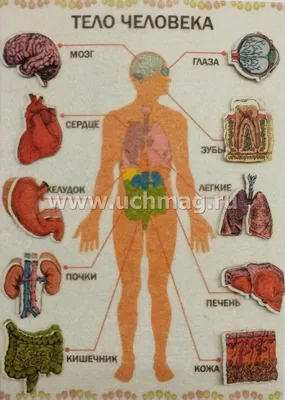 Секреты анатомии: Фото человеческого тела для загрузки