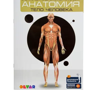 За кулисами анатомии: Фотографии человеческого тела в высоком разрешении